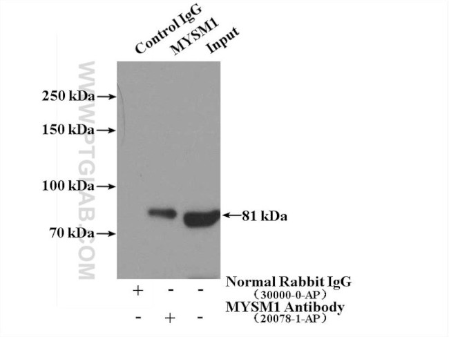 MYSM1 Antibody in Immunoprecipitation (IP)