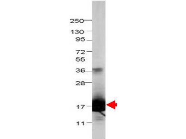 IL-1F5 Antibody in Western Blot (WB)