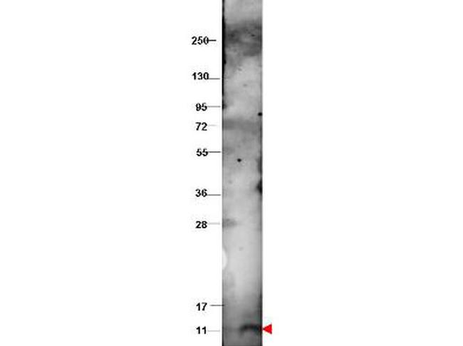 CXCL10 Antibody in Western Blot (WB)