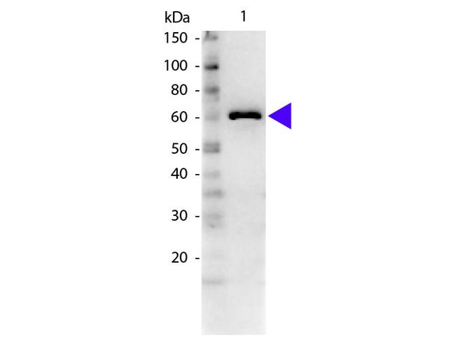 Bovine Serum Albumin Antibody in Western Blot (WB)