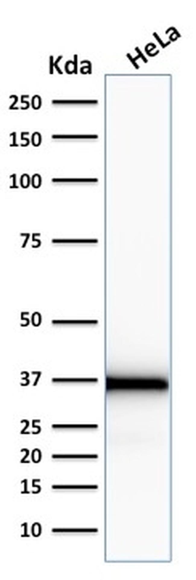 Emerin Antibody in Western Blot (WB)