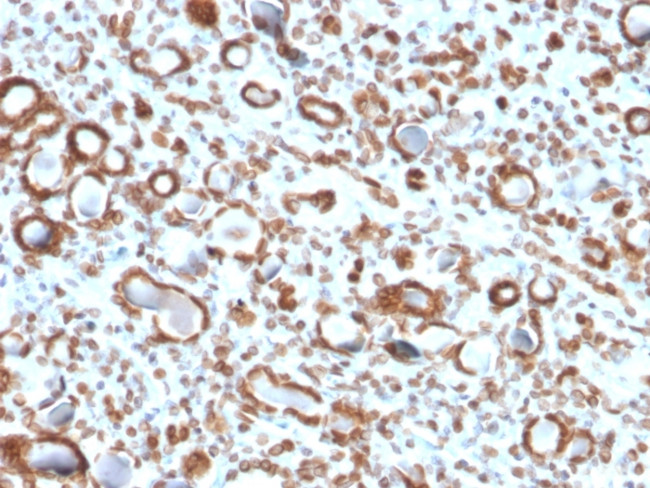 Emerin Antibody in Immunohistochemistry (Paraffin) (IHC (P))