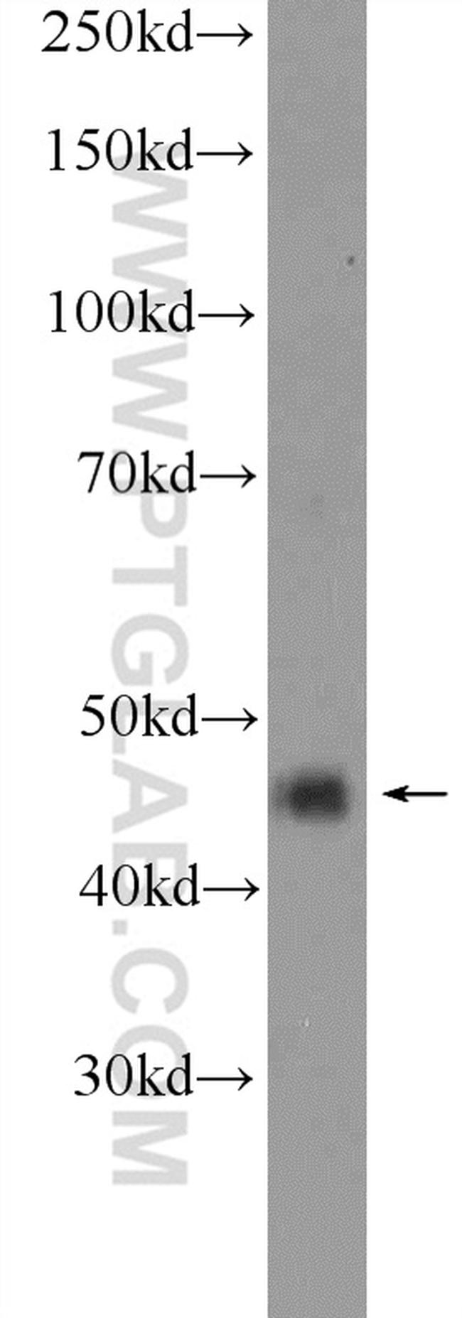 ACTR10 Antibody in Western Blot (WB)