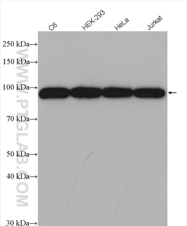 EEF2 Antibody in Western Blot (WB)