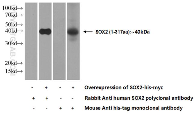 SOX2 Antibody in Western Blot (WB)