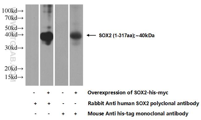 SOX2 Antibody in Western Blot (WB)