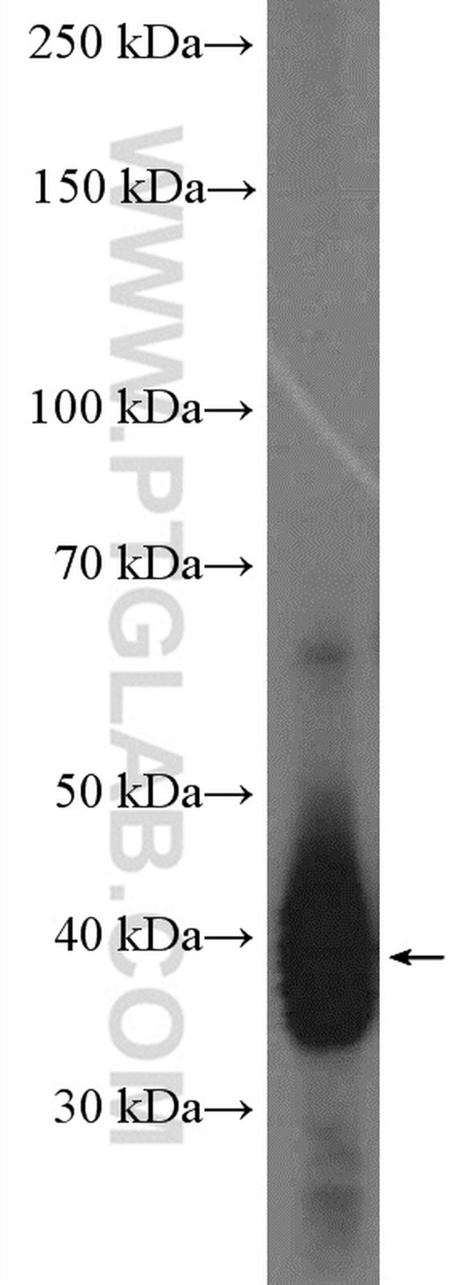 SOX2 Antibody in Western Blot (WB)