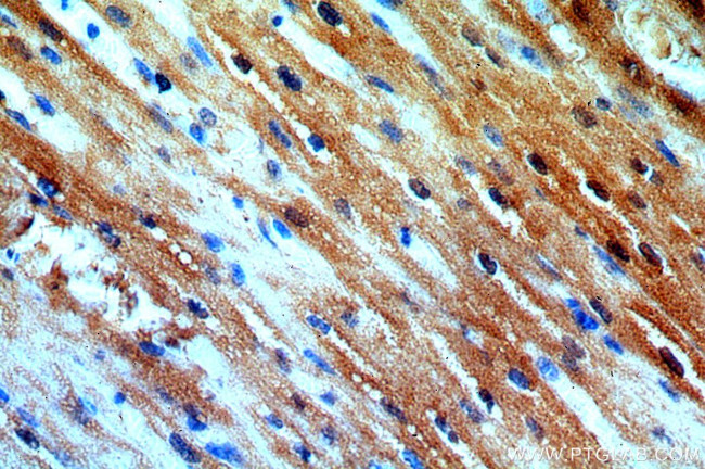 APOBEC2 Antibody in Immunohistochemistry (Paraffin) (IHC (P))