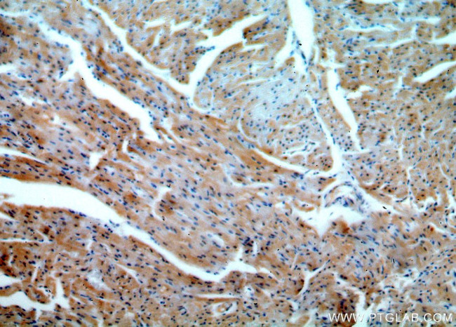 APOBEC2 Antibody in Immunohistochemistry (Paraffin) (IHC (P))