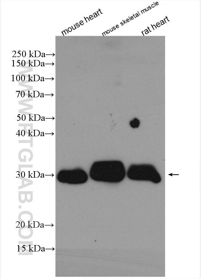 APOBEC2 Antibody in Western Blot (WB)