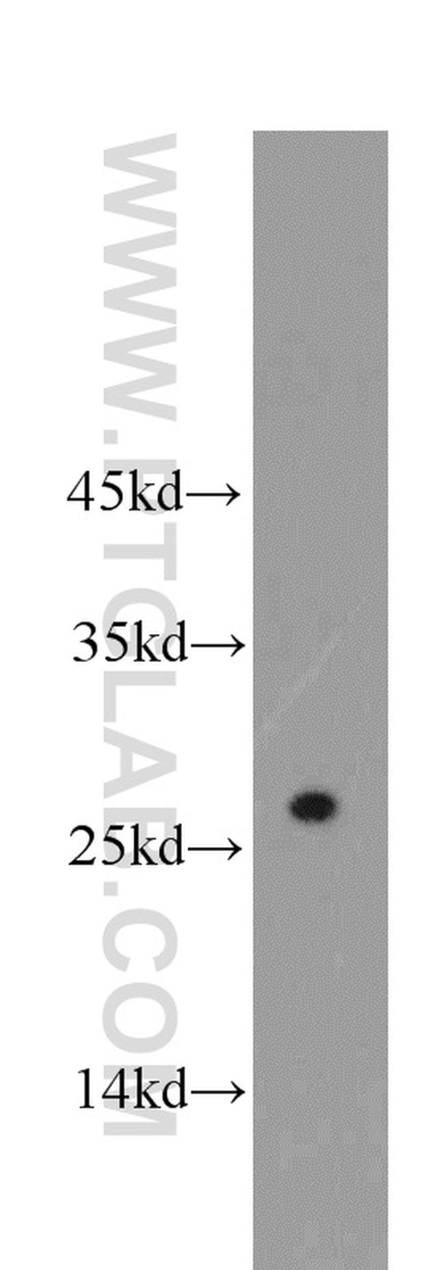 APOBEC2 Antibody in Western Blot (WB)