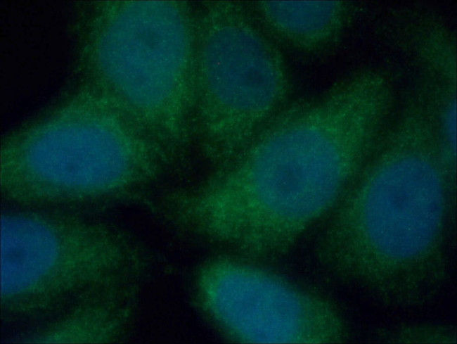 CUEDC2 Antibody in Immunocytochemistry (ICC/IF)