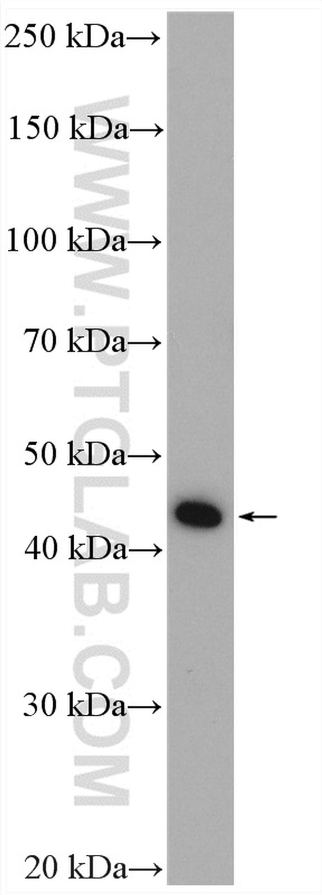 GTPBP5 Antibody in Western Blot (WB)