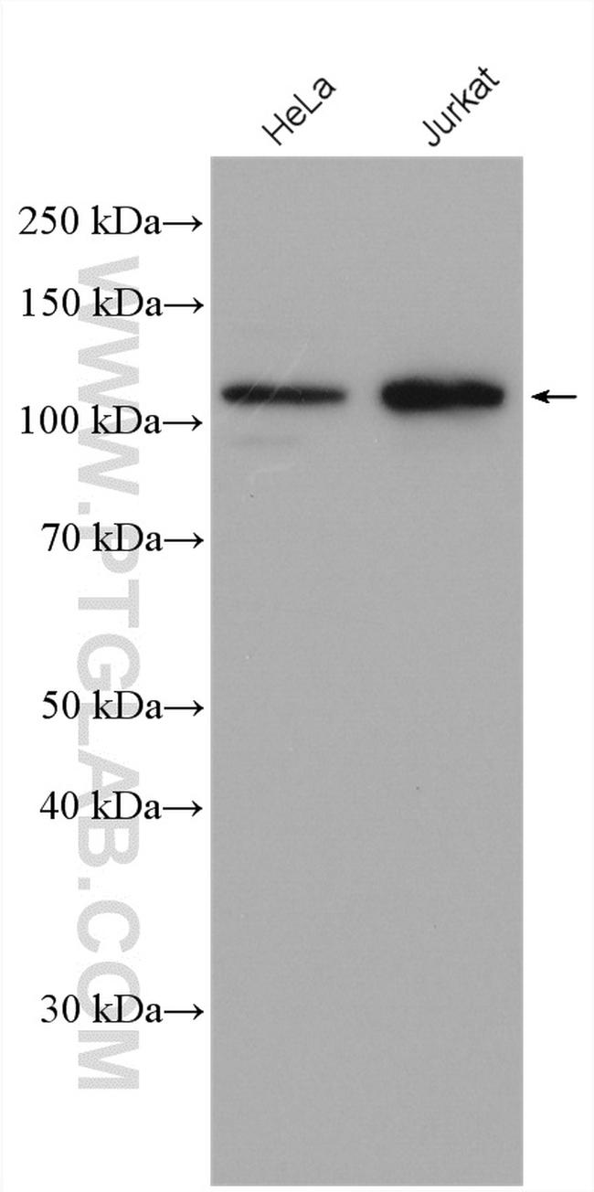 ZHX2 Antibody in Western Blot (WB)