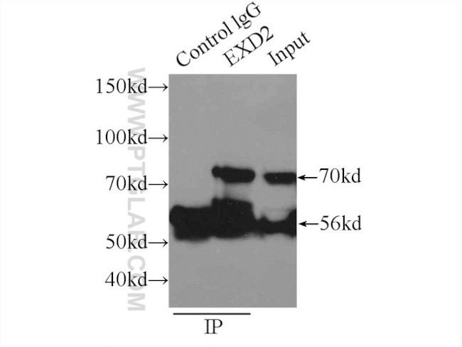 EXD2 Antibody in Immunoprecipitation (IP)