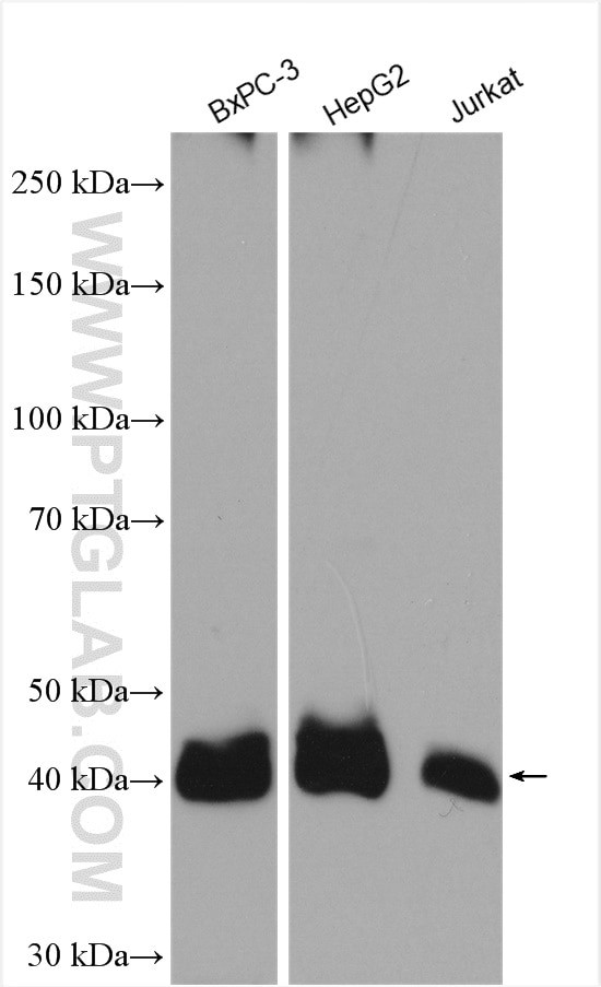 MCT1 Antibody in Western Blot (WB)