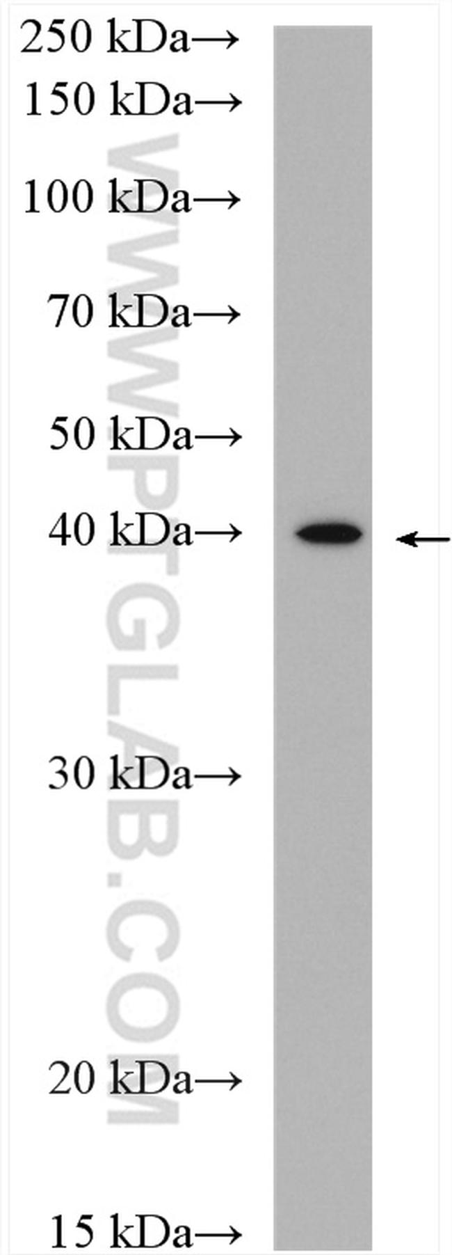 MCT1 Antibody in Western Blot (WB)