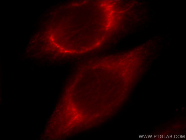 CHST13 Antibody in Immunocytochemistry (ICC/IF)