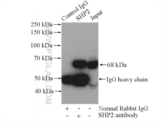 SHP2 Antibody in Immunoprecipitation (IP)