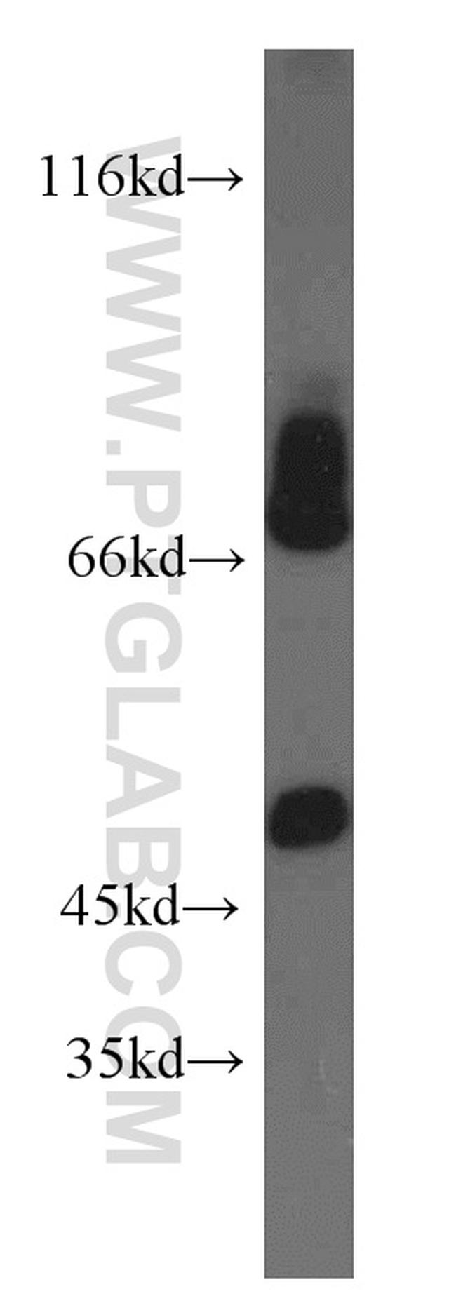 SHP2 Antibody in Western Blot (WB)