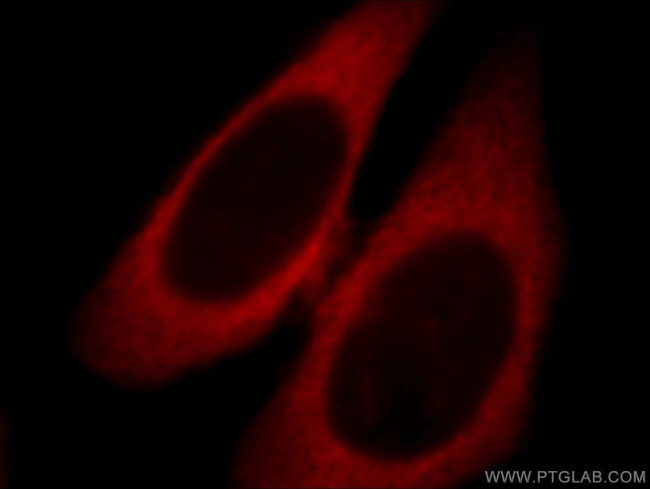 SMCR7L/MID51 Antibody in Immunocytochemistry (ICC/IF)