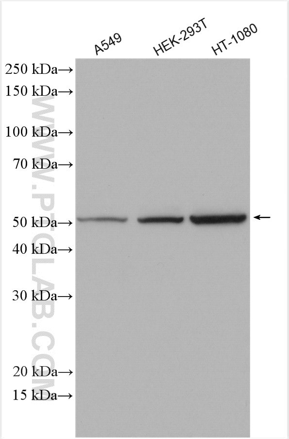SMCR7L/MID51 Antibody in Western Blot (WB)