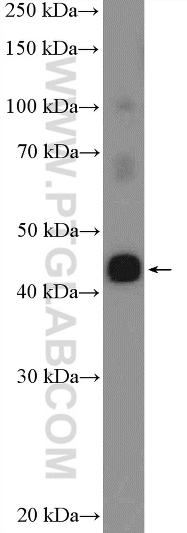 C20orf4 Antibody in Western Blot (WB)