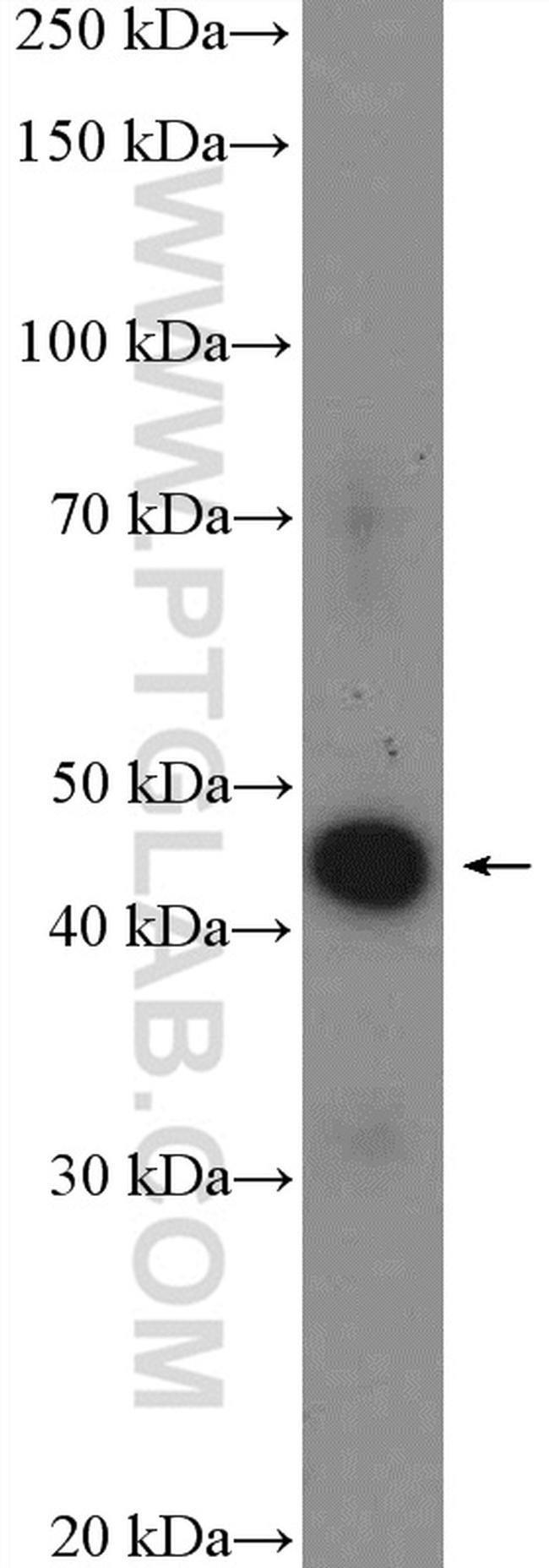 C20orf4 Antibody in Western Blot (WB)