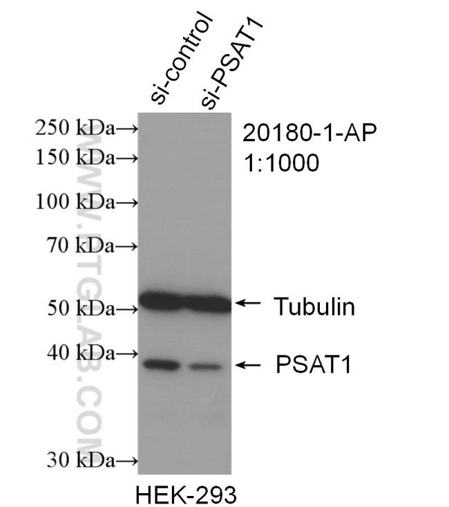 PSAT1 Antibody in Western Blot (WB)