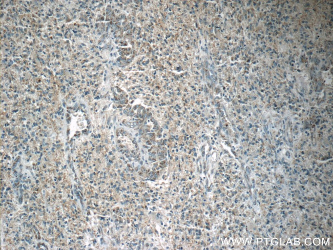 FSTL1 Antibody in Immunohistochemistry (Paraffin) (IHC (P))