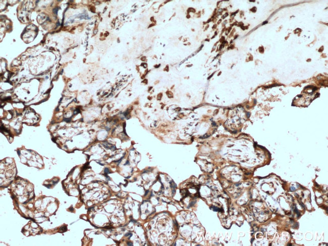 FSTL1 Antibody in Immunohistochemistry (Paraffin) (IHC (P))