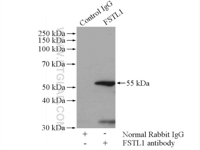 FSTL1 Antibody in Immunoprecipitation (IP)