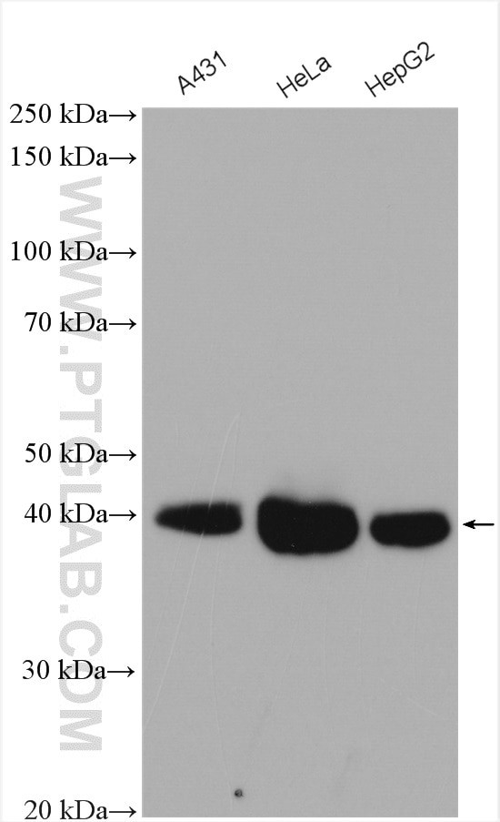 FSTL1 Antibody in Western Blot (WB)