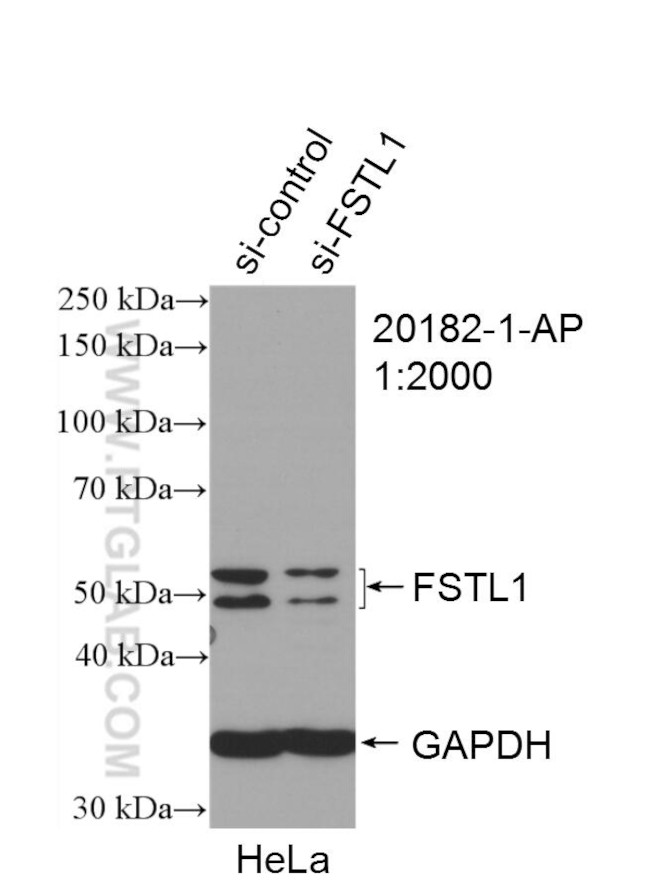 FSTL1 Antibody in Western Blot (WB)