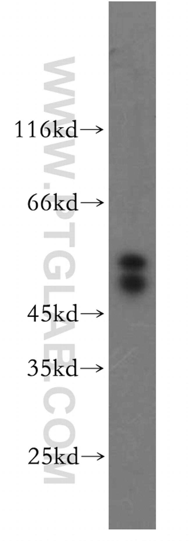 FSTL1 Antibody in Western Blot (WB)