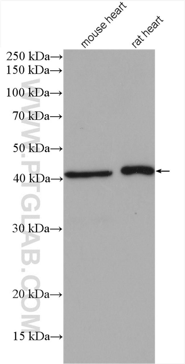 MAPK12 Antibody in Western Blot (WB)