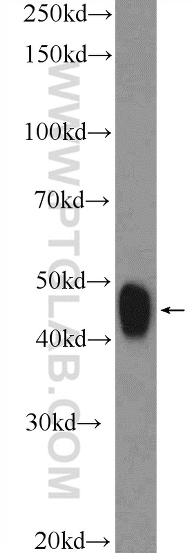 MAFB Antibody in Western Blot (WB)