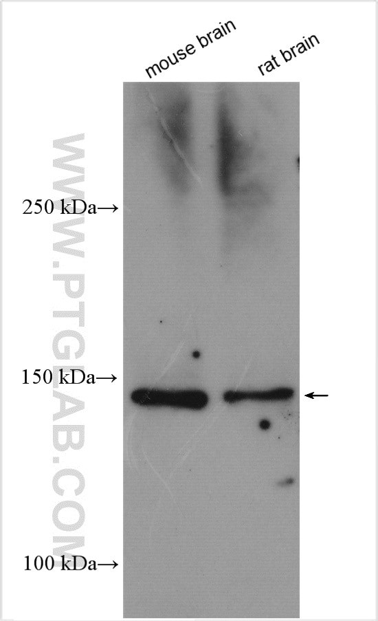 ROBO3 Antibody in Western Blot (WB)