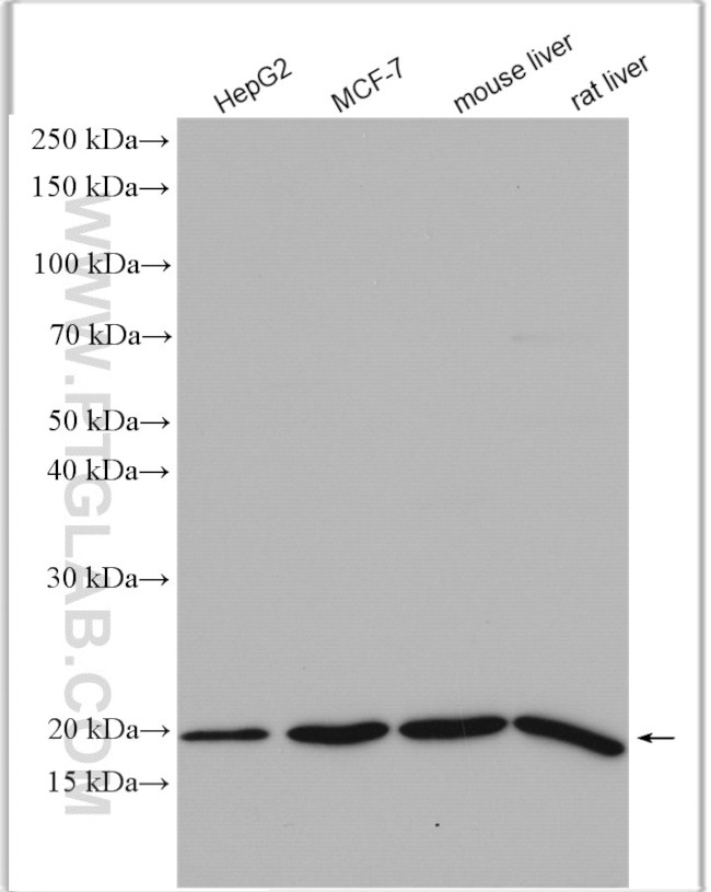 ARF6 Antibody in Western Blot (WB)