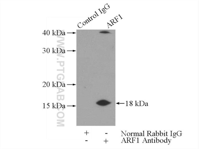 ARF1 Antibody in Immunoprecipitation (IP)