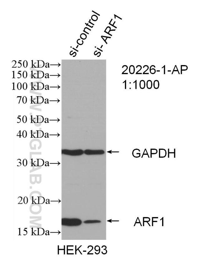 ARF1 Antibody in Western Blot (WB)