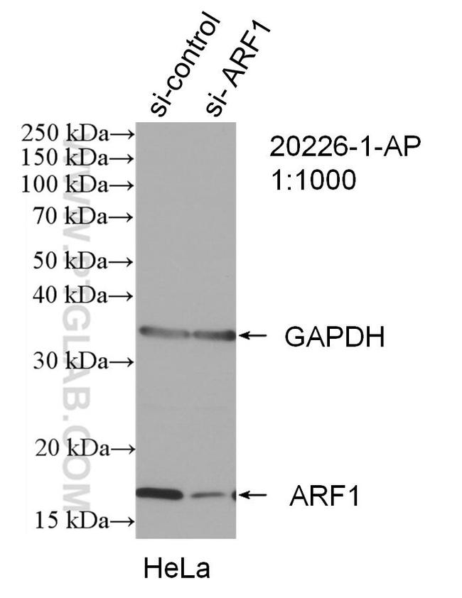 ARF1 Antibody in Western Blot (WB)