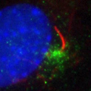 RAB11A Antibody in Immunocytochemistry (ICC/IF)