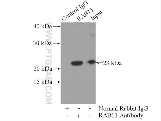 RAB11A Antibody in Immunoprecipitation (IP)