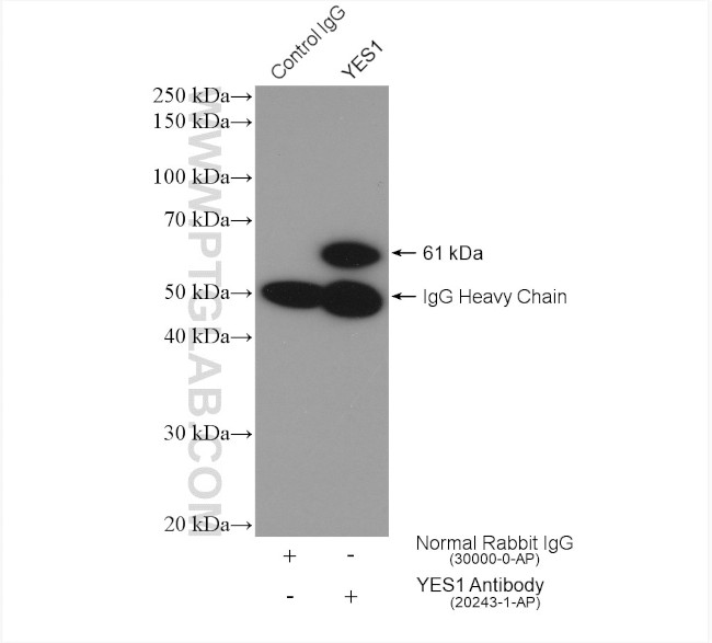 YES1 Antibody in Immunoprecipitation (IP)