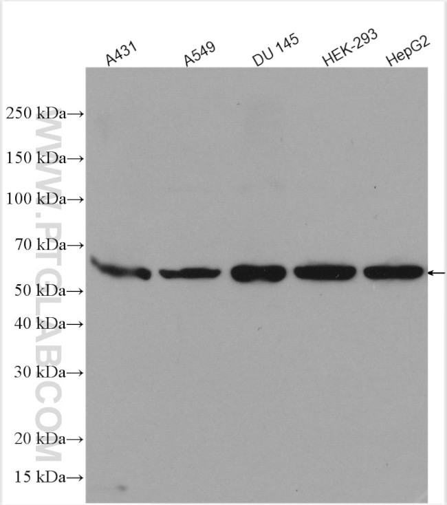 YES1 Antibody in Western Blot (WB)