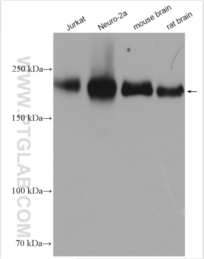 Neogenin Antibody in Western Blot (WB)