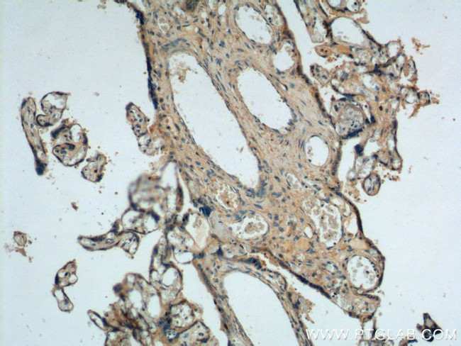 fibrillin 2 Antibody in Immunohistochemistry (Paraffin) (IHC (P))