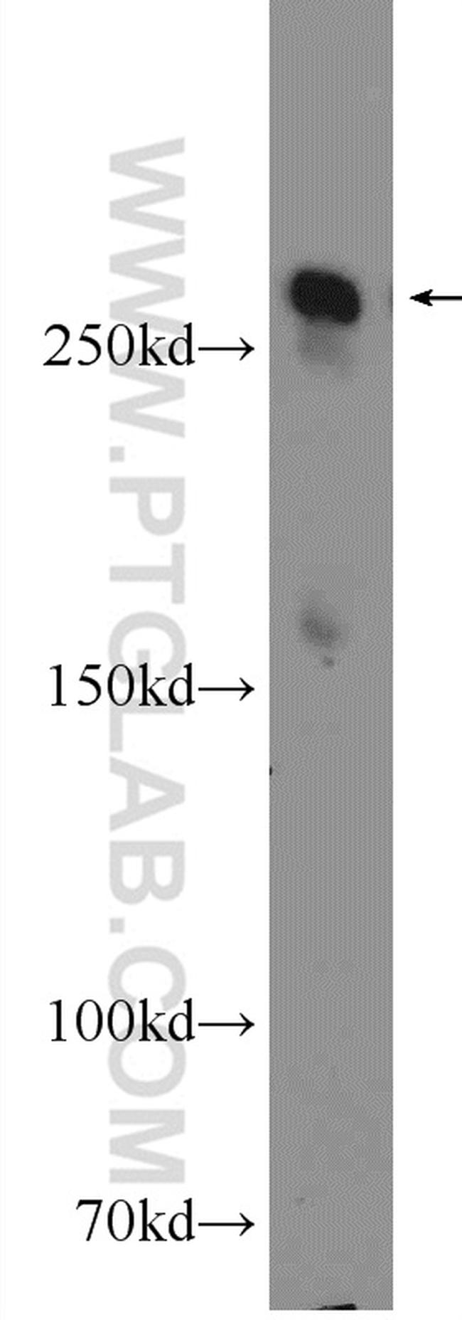 fibrillin 2 Antibody in Western Blot (WB)