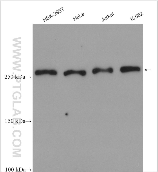 TAF1 Antibody in Western Blot (WB)